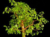 Commiphora wightii Rajasthan, India.jpg